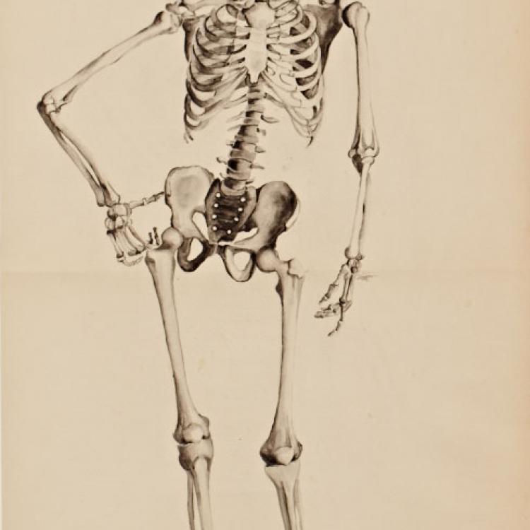skeleton