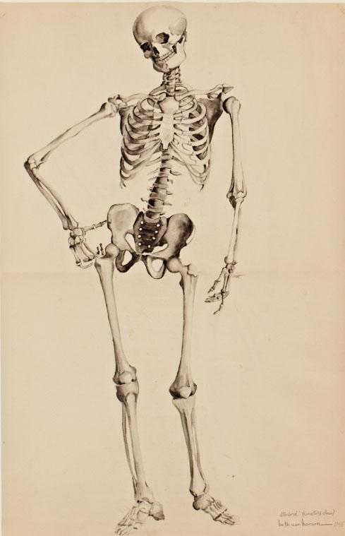 skeleton