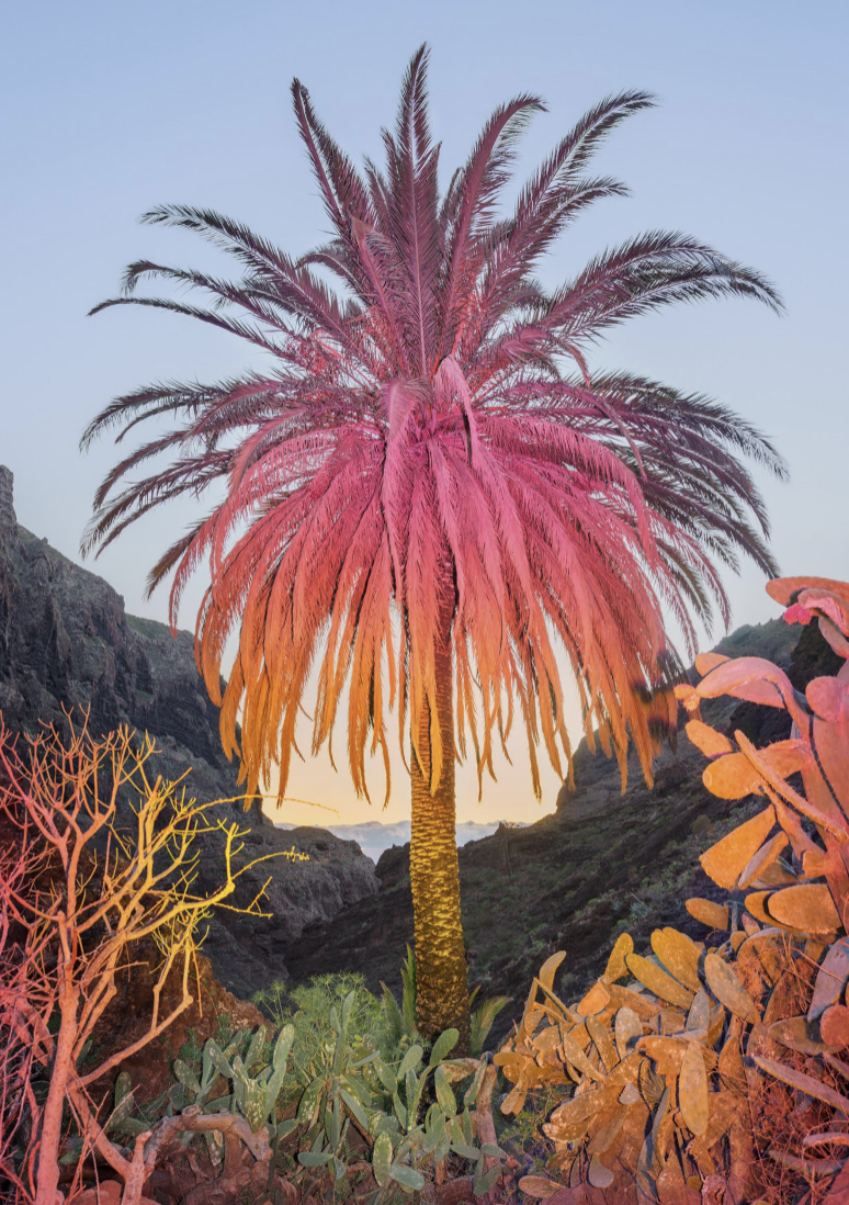 a palm tree